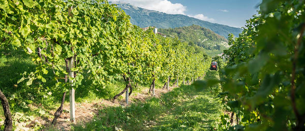 Prosecco Biologico: per un brindisi più consapevole